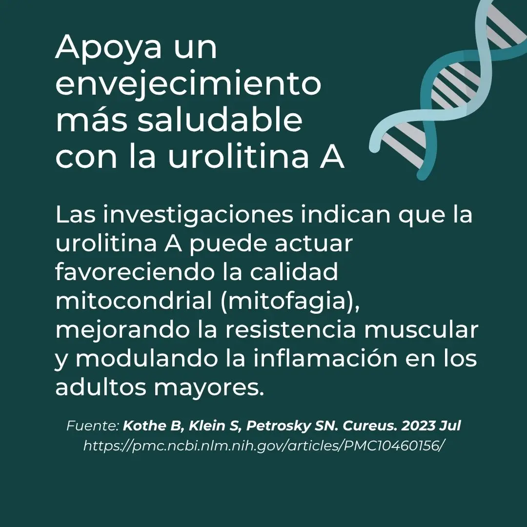Urolitina A - Image 4